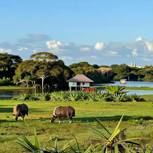 Guia dos 16 melhores pontos turísticos na Ilha de Marajó Guia dos 16 melhores pontos turísticos na Ilha de Marajó