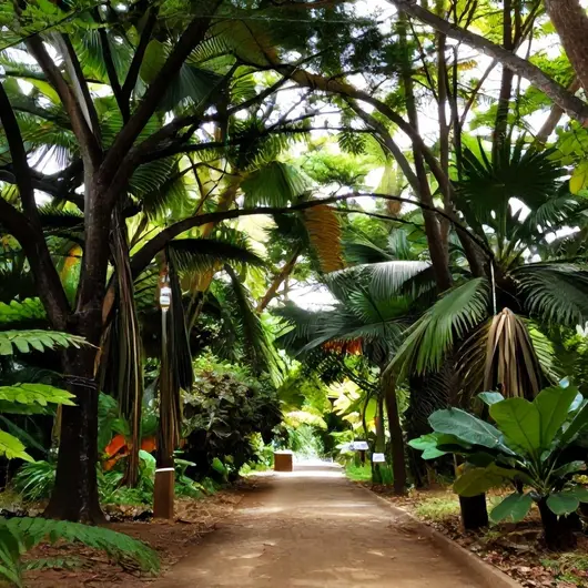 Descubra o Bosque Rodrigues Alves