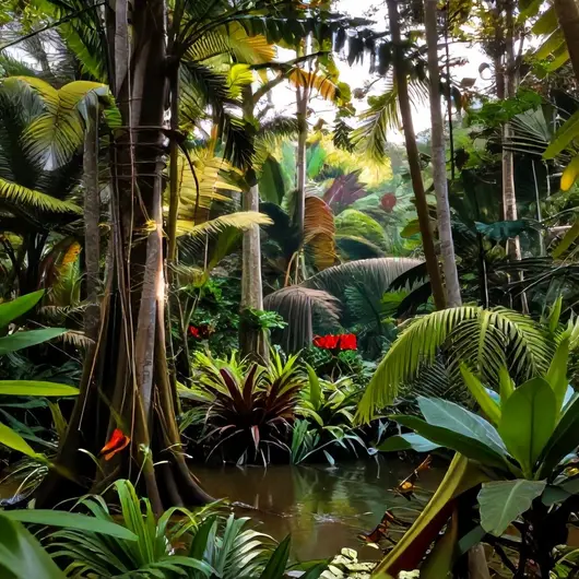 Explorando a Observação da Natureza em Belém - PA