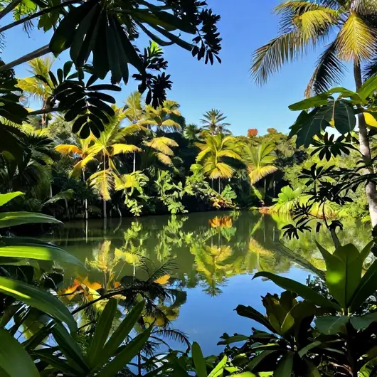 Explore a Ilha Jararaca
