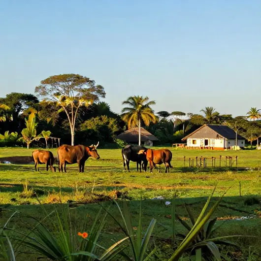Turismo no Marajó: Descubra as Maravilhas da Ilha