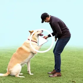 rotina verbal com cães